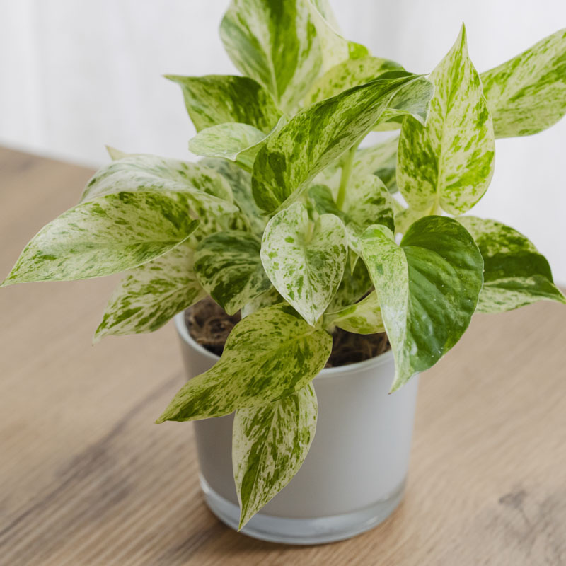 白い斑が美しいポトス・マーブルクイーン | 青山フラワーマーケット