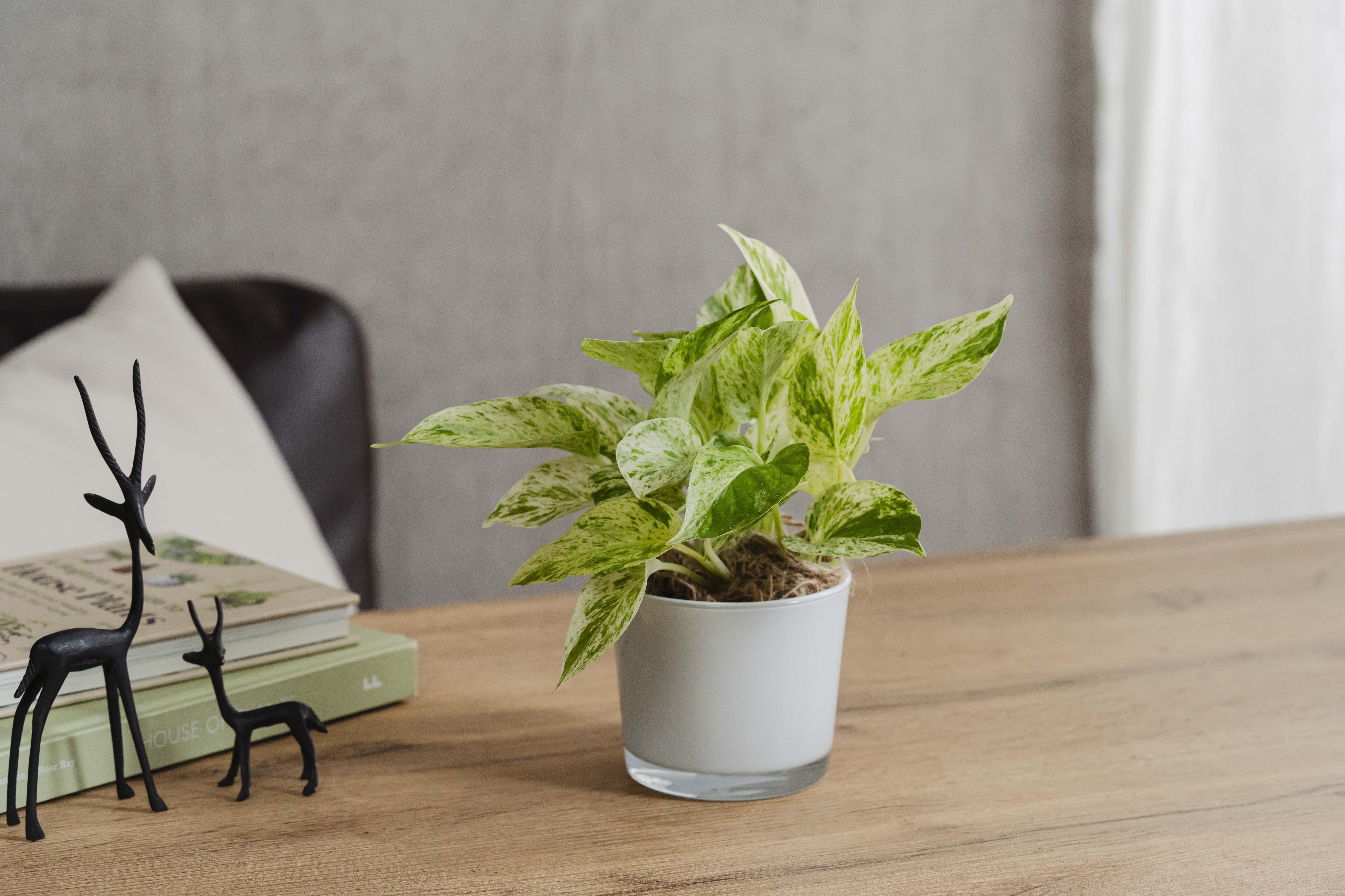 白い斑が美しいポトス・マーブルクイーン | 青山フラワーマーケット