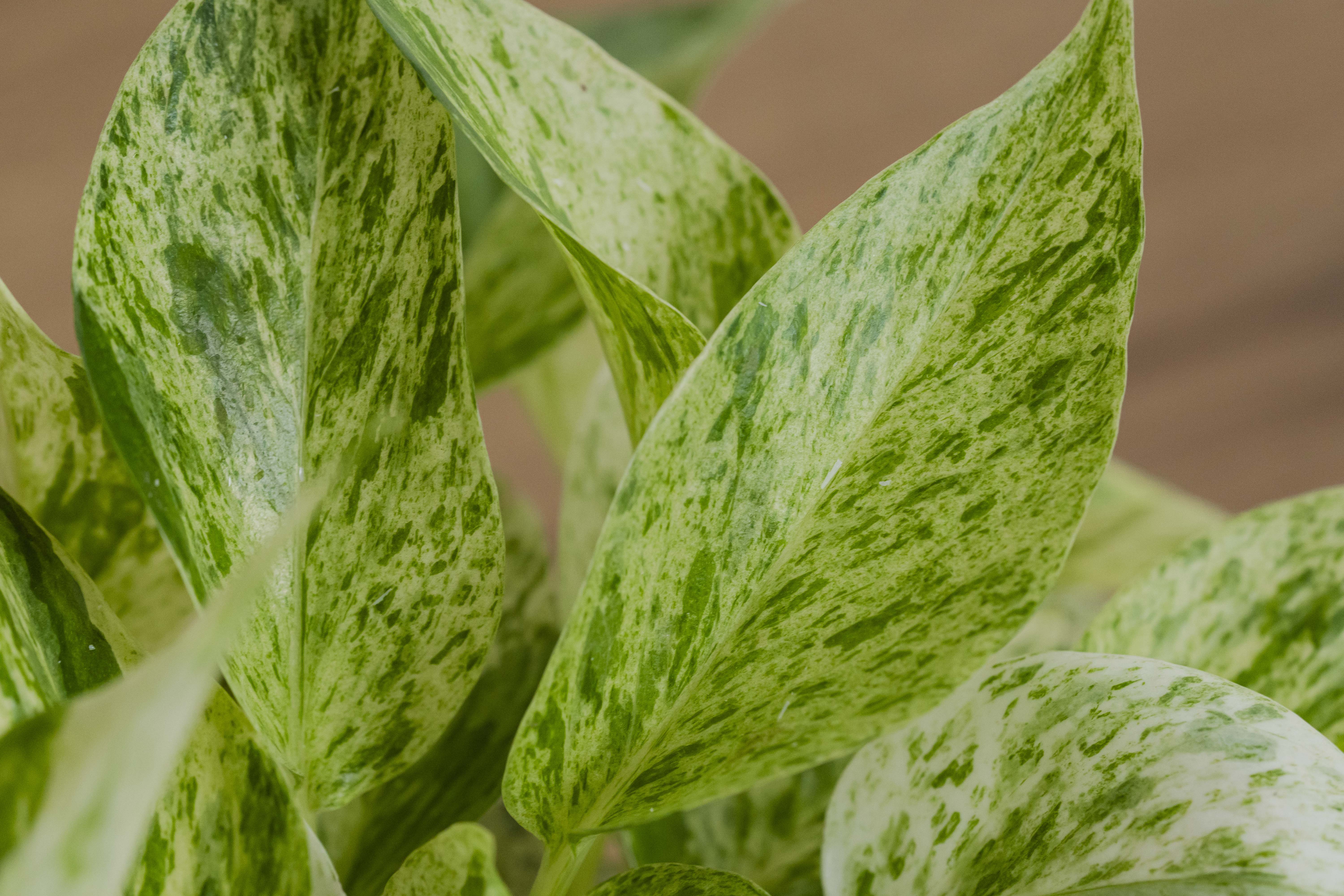 白い斑が美しいポトス・マーブルクイーン | 青山フラワーマーケット