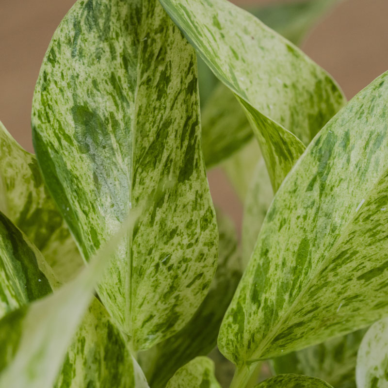 白い斑が美しいポトス・マーブルクイーン | 青山フラワーマーケット