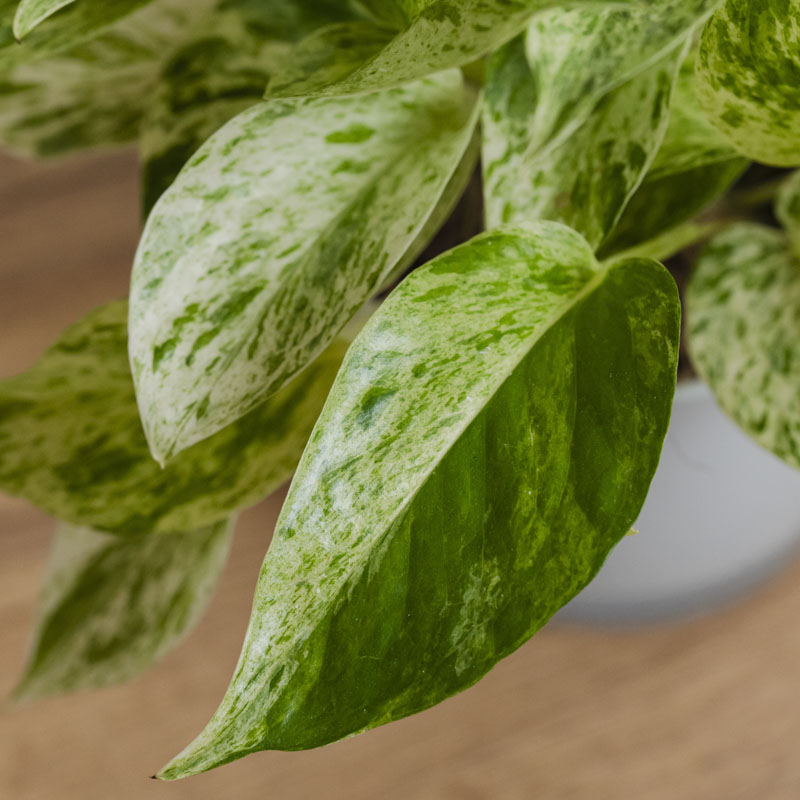 白い斑が美しいポトス・マーブルクイーン | 青山フラワーマーケット