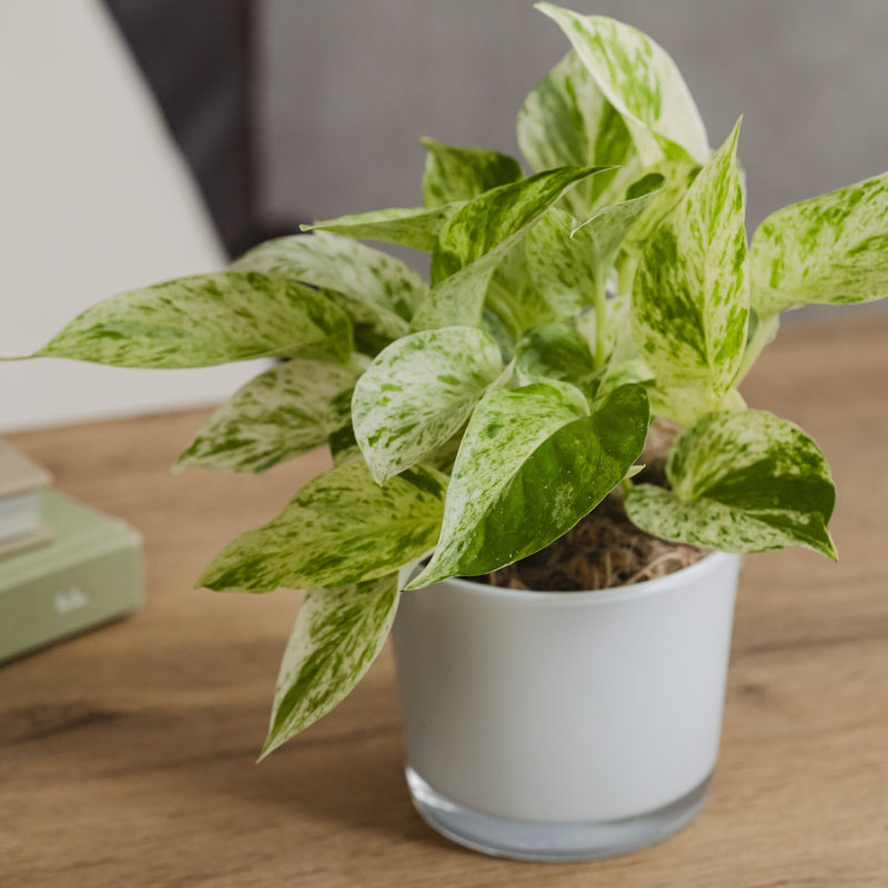 白い斑が美しいポトス・マーブルクイーン | 青山フラワーマーケット