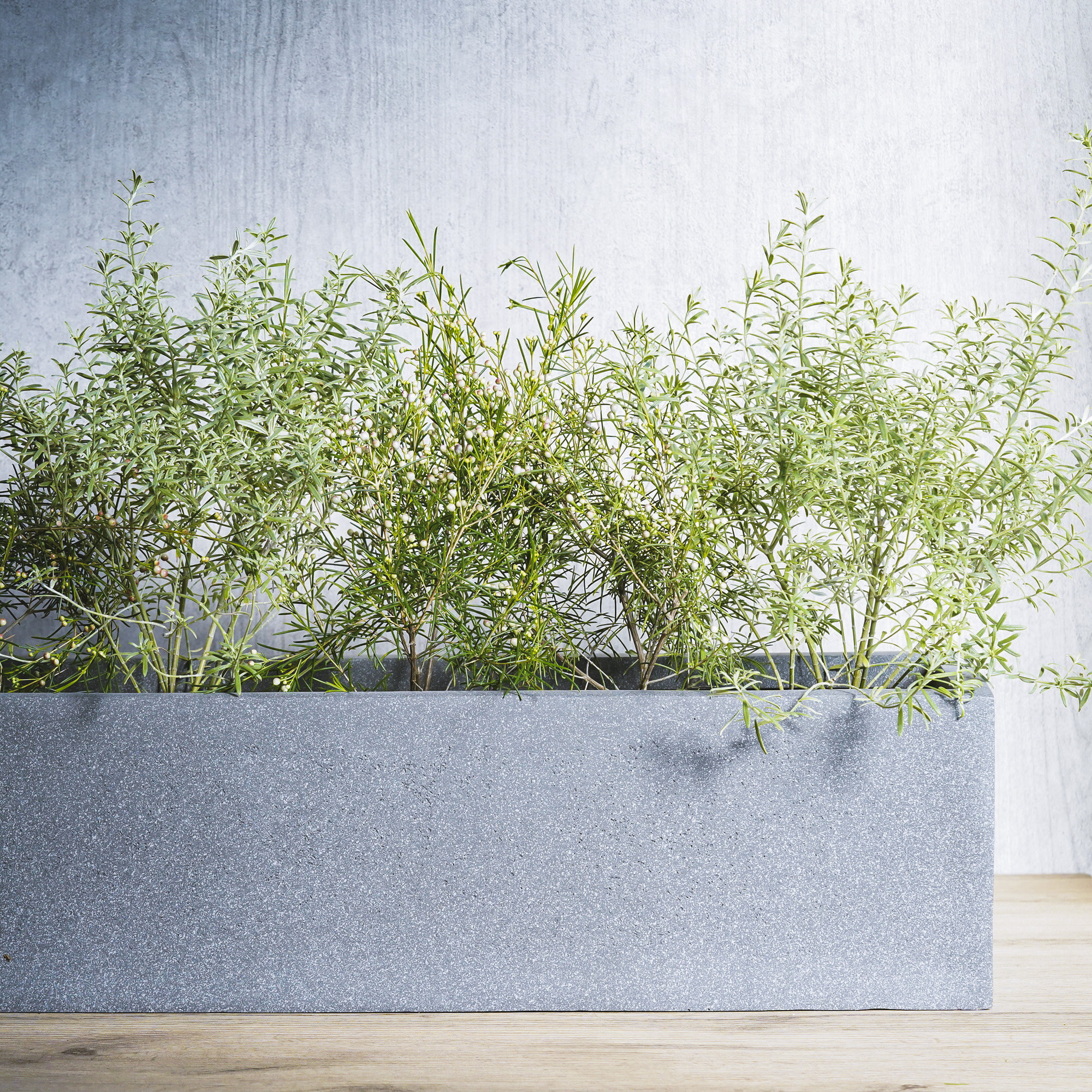 TypeA】立ち上がる植物mix | 青山フラワーマーケット｜花束・ギフトの