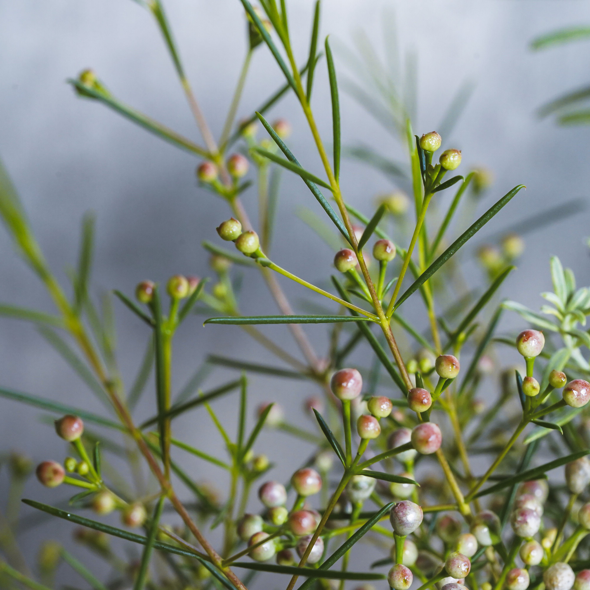 TypeA】立ち上がる植物mix | 青山フラワーマーケット｜花束・ギフトの