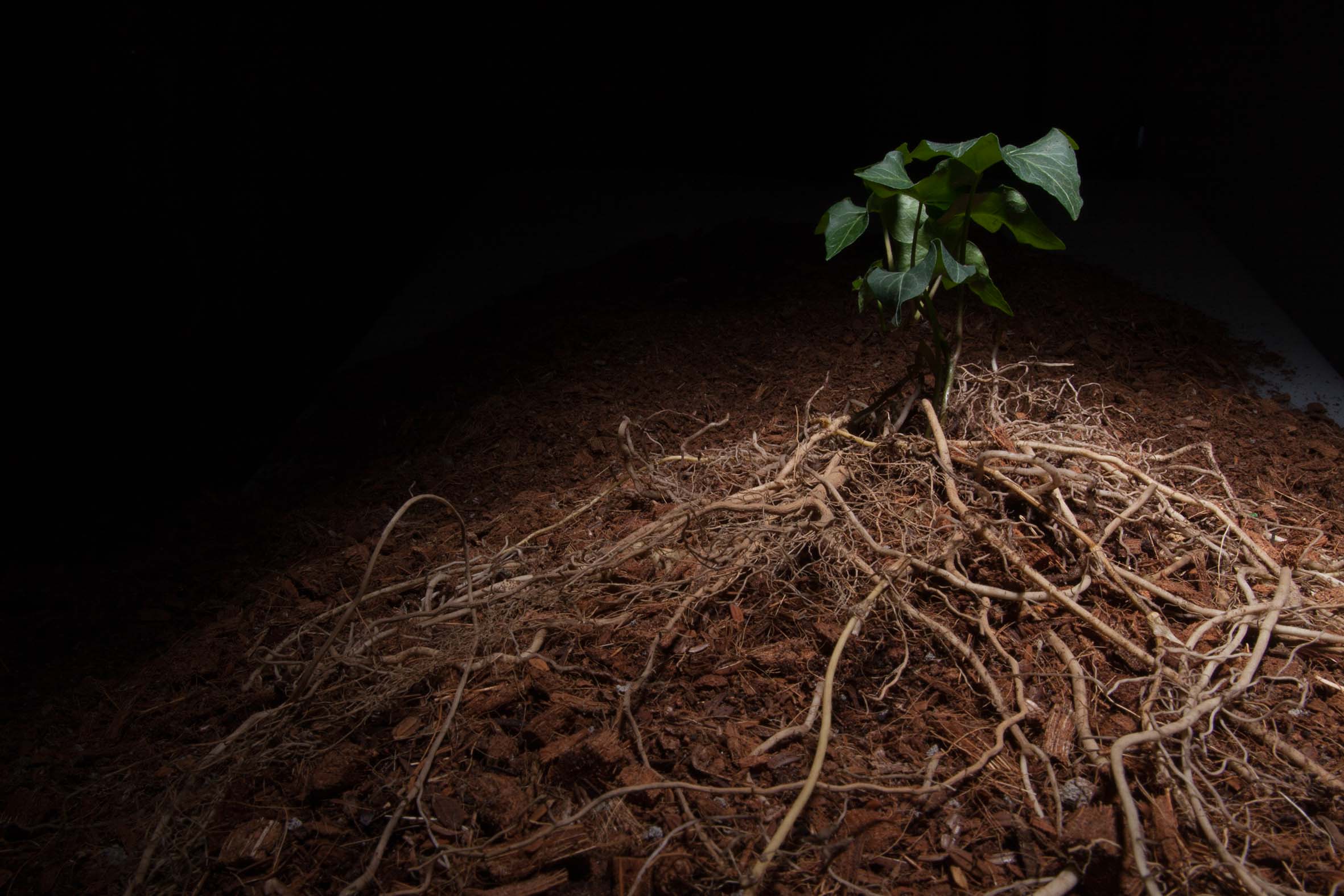 parkERs soil 14L | 青山フラワーマーケット｜花束・ギフトの