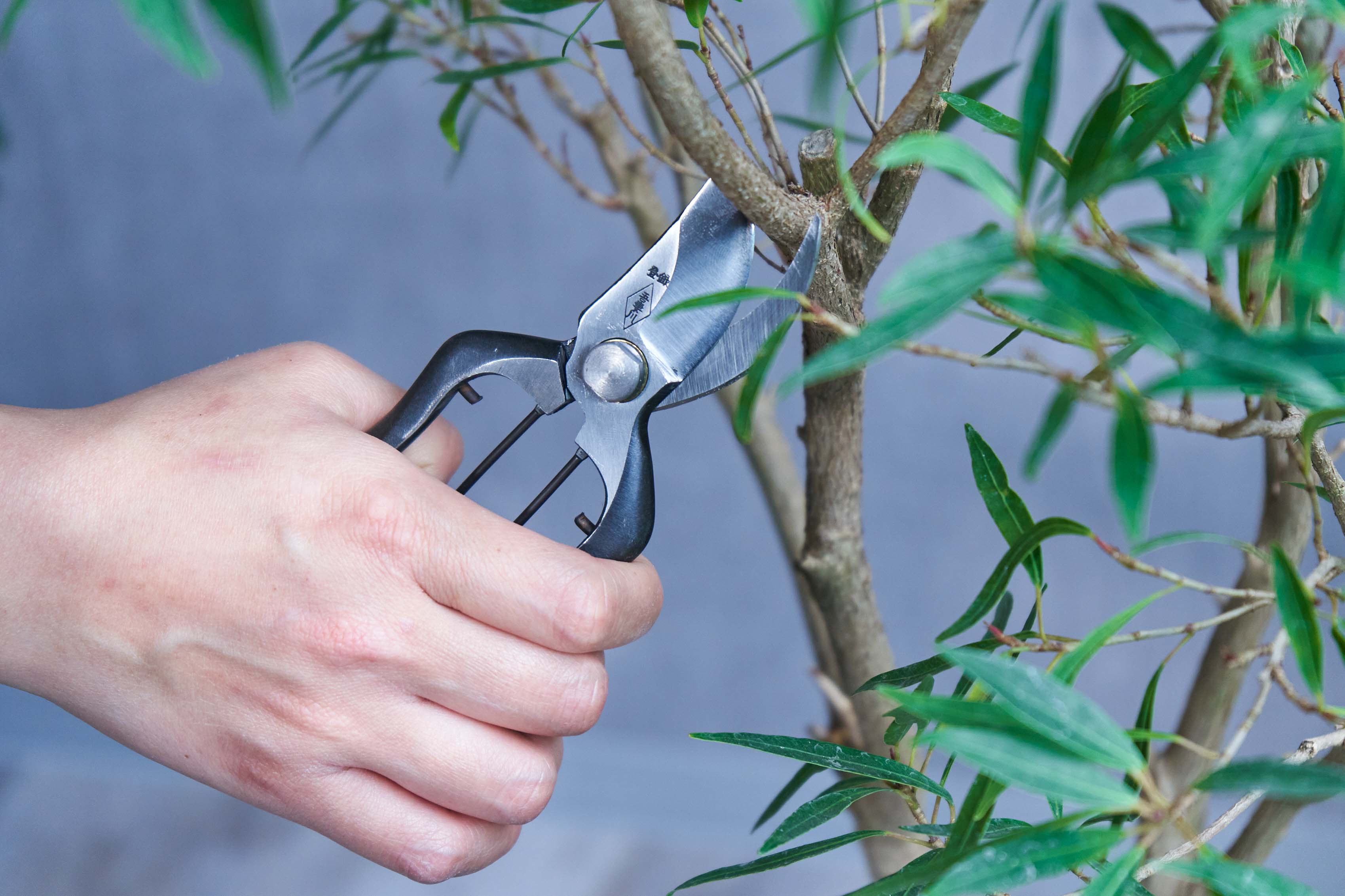 GARDEN SCISSOR/剪定鋏 B型165 | 青山フラワーマーケット｜花束
