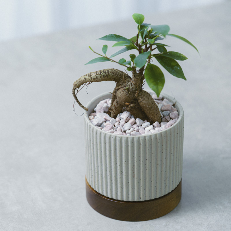 希少❗️ アロエ ヘラクレス 大苗 観葉植物 プレゼント 新築祝い