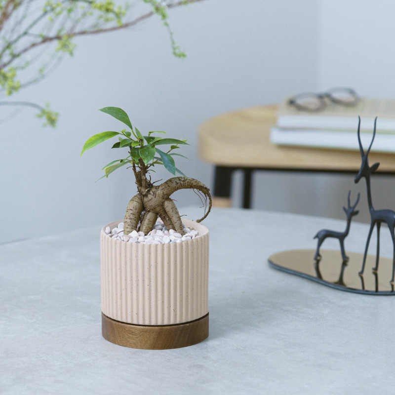 ユーモラスな姿が魅力のガジュマル(Beige) | 青山フラワーマーケット