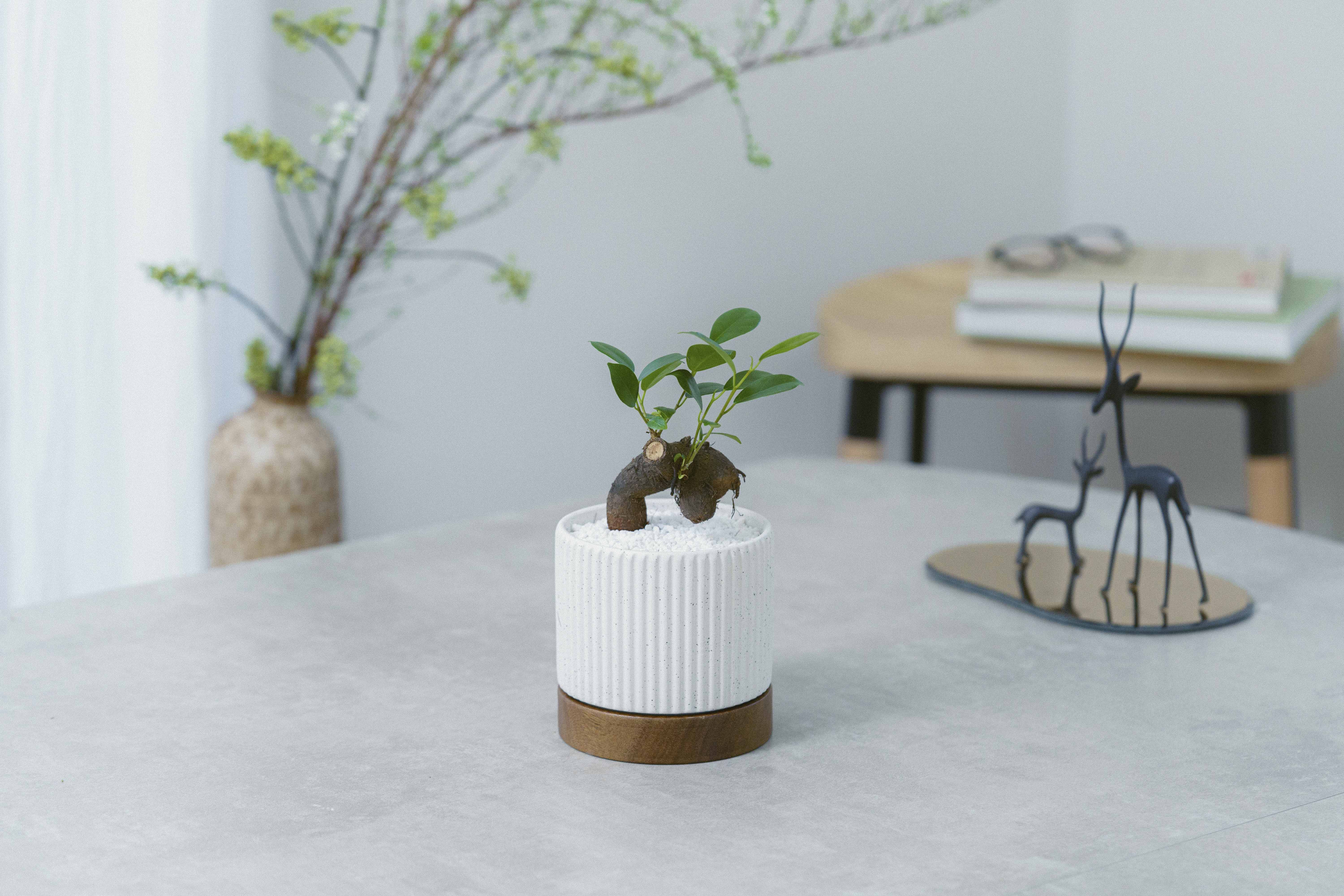 ユーモラスな姿が魅力のガジュマル(White) | 青山フラワーマーケット