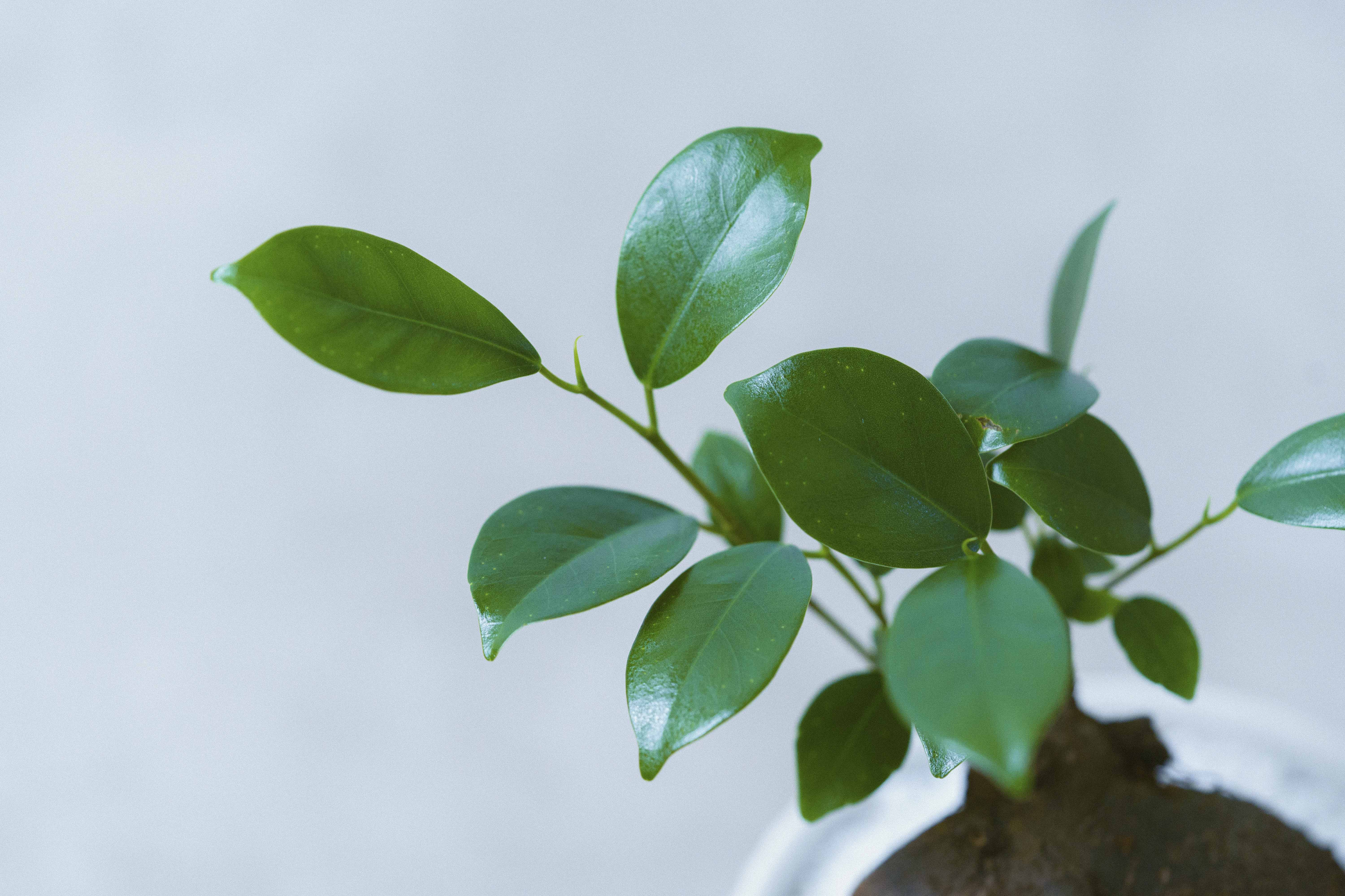 ユーモラスな姿が魅力のガジュマル(White) | 青山フラワーマーケット