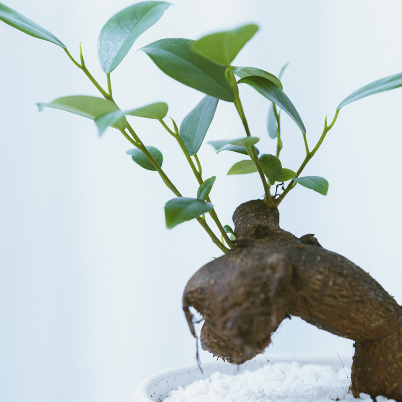 ユーモラスな姿が魅力のガジュマル(White) | 青山フラワーマーケット