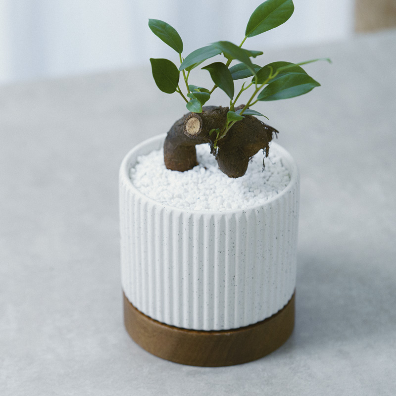 ユーモラスな姿が魅力のガジュマル(White) | 青山フラワーマーケット