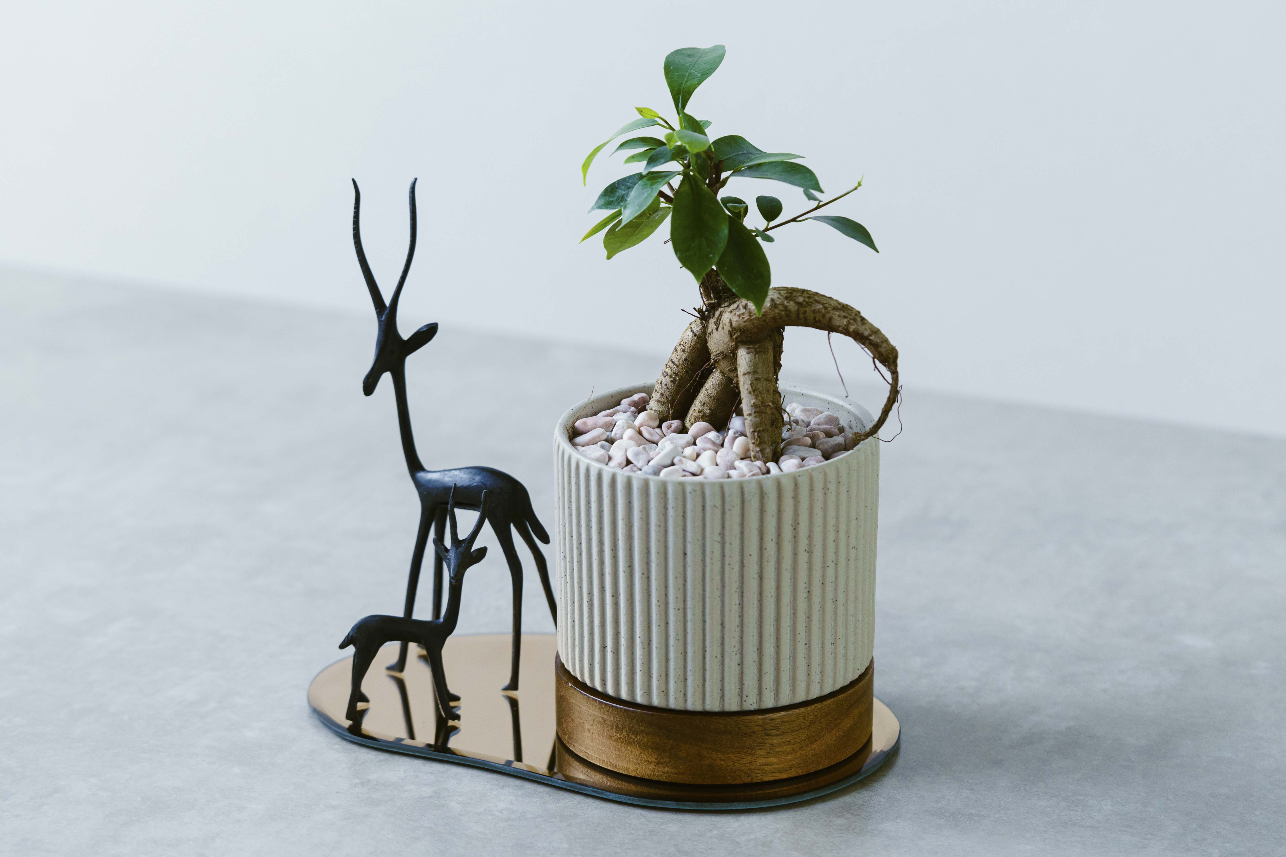 Kakyo(コースター)gold×ブラスガゼル(ミドル&スモール)3点セット