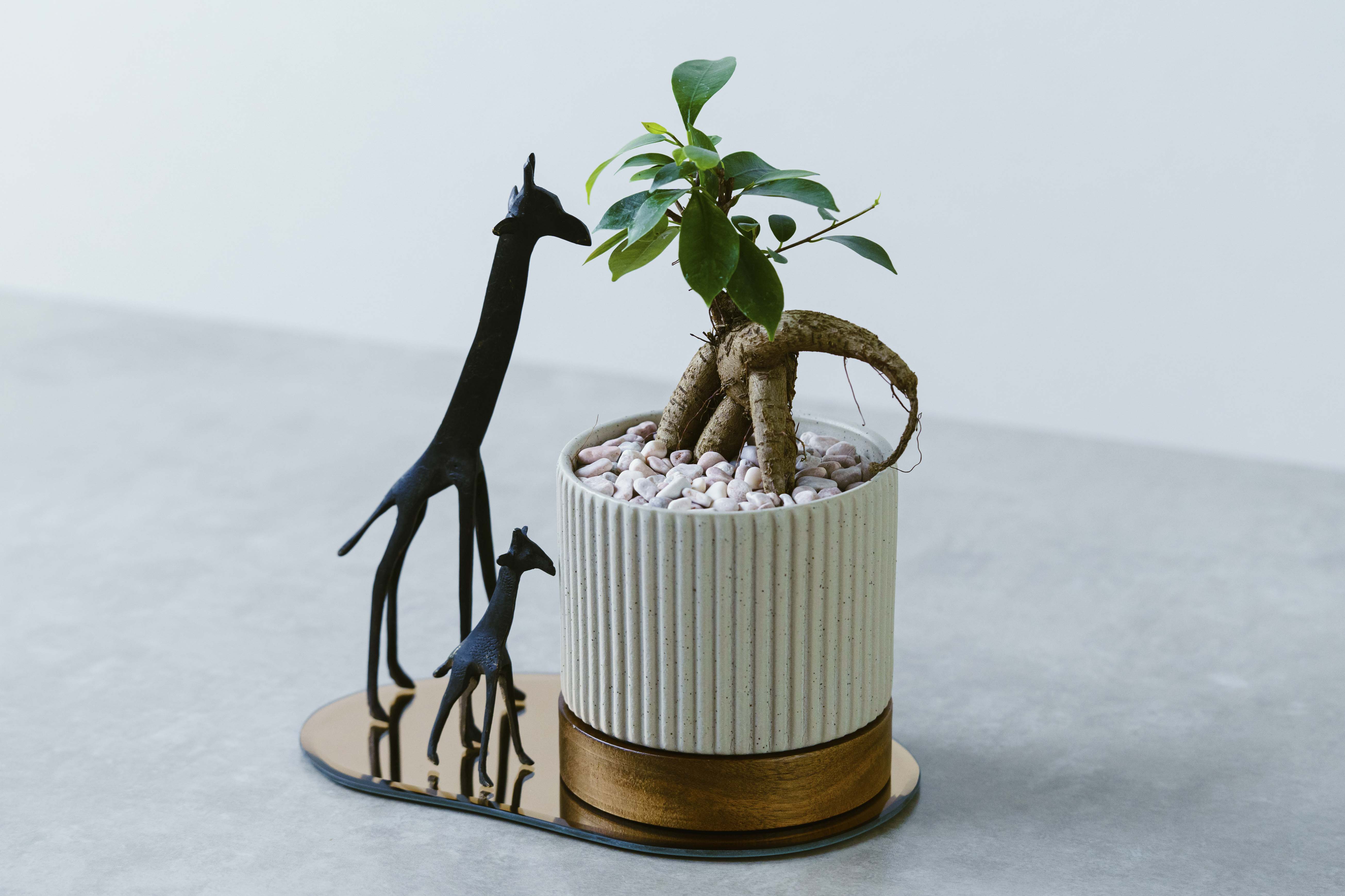 夢100 アニプラ マチアソビ コースター 夢100 アニプラ マチアソビ