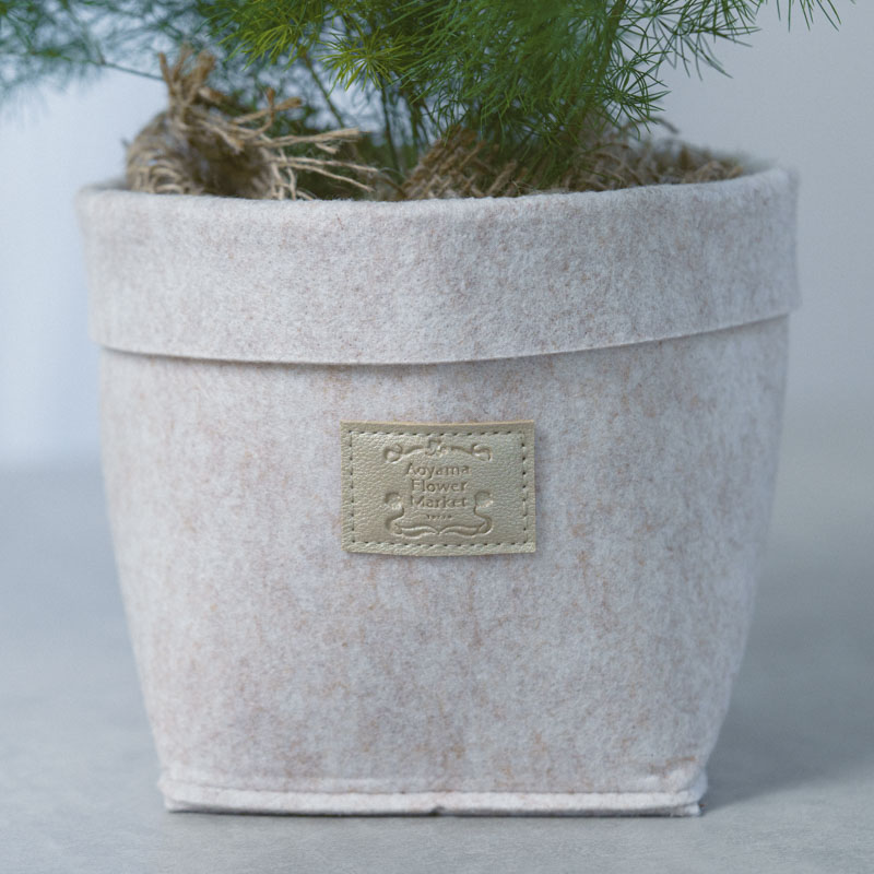 ふんわりとした繊細な葉が美しいアスパラガス・ナナス | 青山フラワー