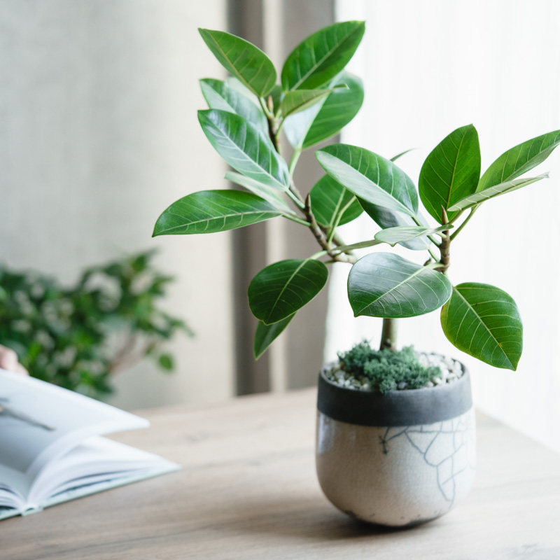 観葉植物 フィカス アルテシーマ 10号 曲り プラスチック鉢
