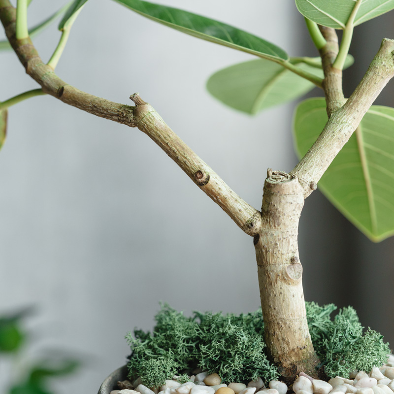 観葉植物 フィカス アルテシーマ 10号 曲り プラスチック鉢