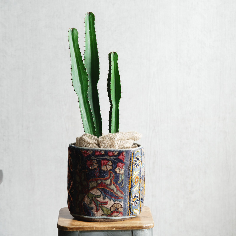 観葉植物 | 青山フラワーマーケット | 青山フラワーマーケット｜花束