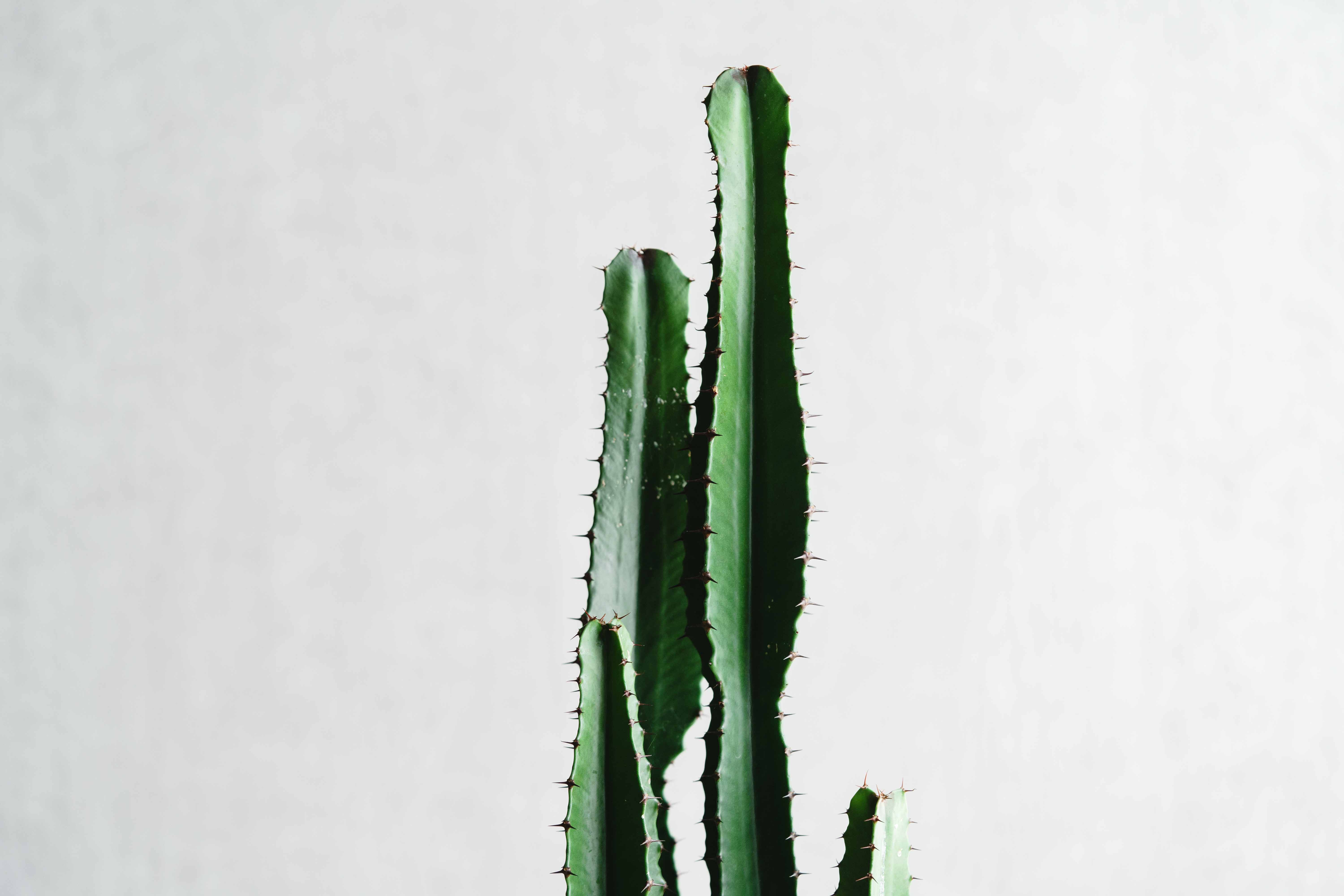 サボテンのようなシルエットのユーフォルビア・ダイウンカク(レッド