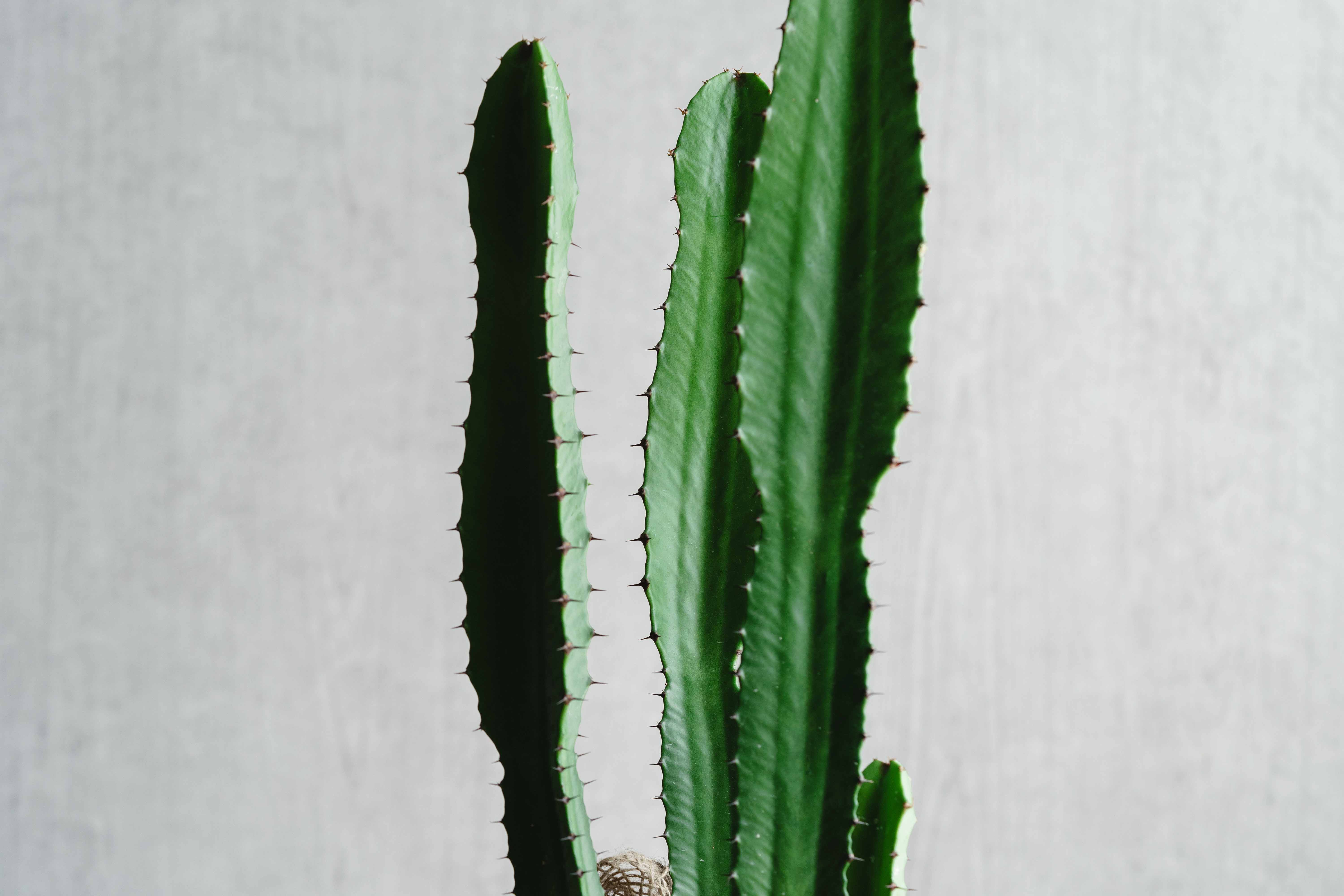 コ*ア様 柱サボテン スピラリス 5本セット　ユーフォルビア　アガベ　カクタス azim_cactus2 #塊根植物 #アガベ #サボテン #多肉植物