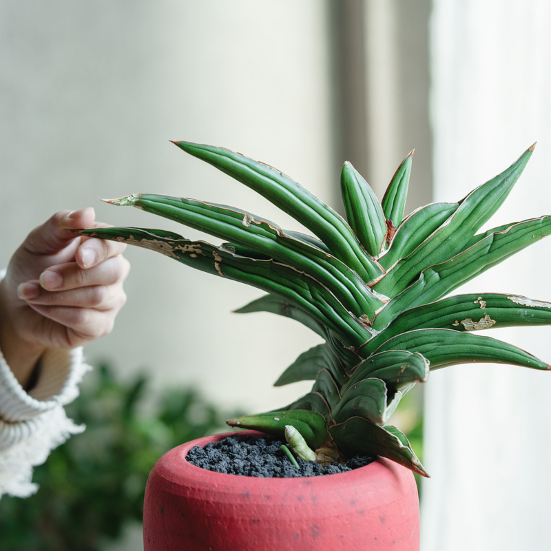 一点もの】左右に広がる葉が特徴のサンセベリア・サムライ・ドワーフ