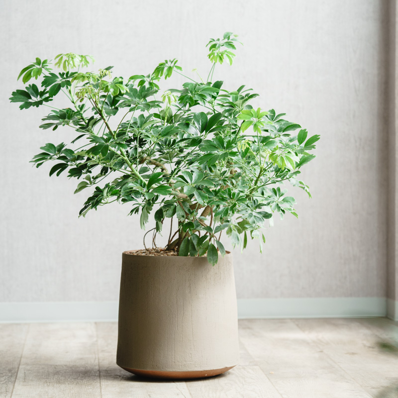 沖縄産 フィカス アムステルダムキング 曲がり ゴムの木 観葉植物
