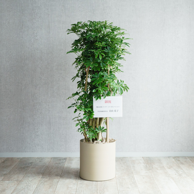 シェフレラ(幹立)/KONTON by yamatei/フェルムシリンダー(Ivory