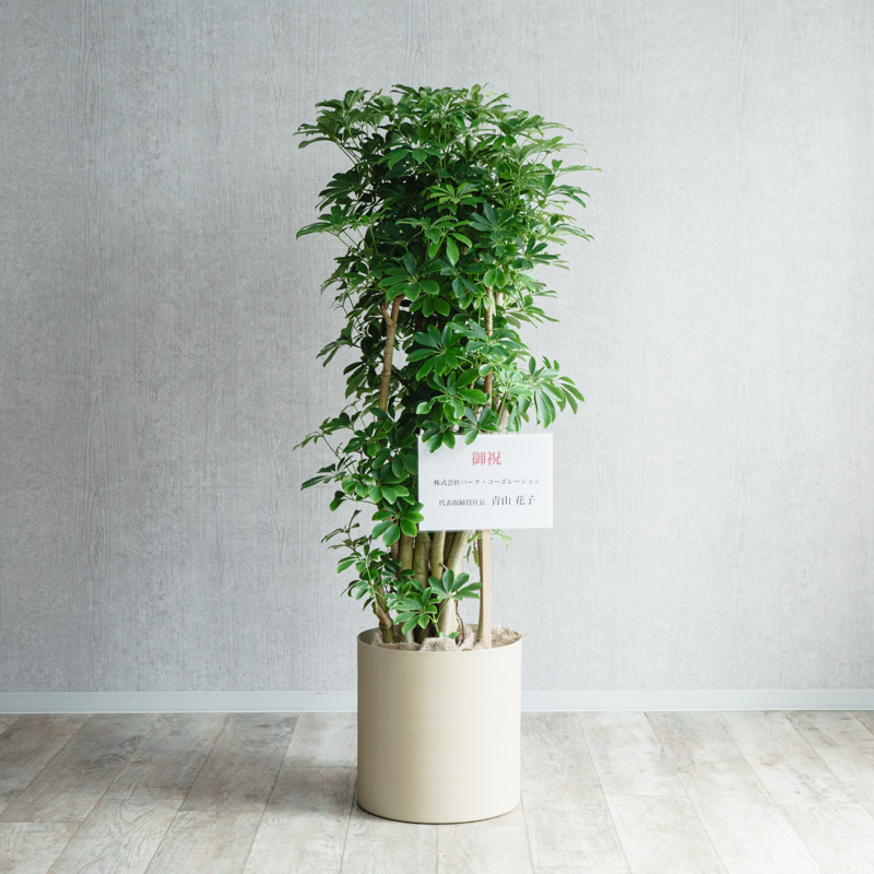 シェフレラ(幹立)/KONTON by yamatei/フェルムシリンダー(Ivory