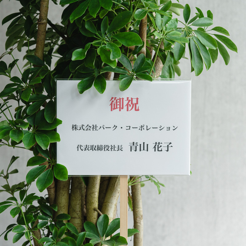 シェフレラ(幹立)/KONTON by yamatei/フェルムシリンダー(Ivory