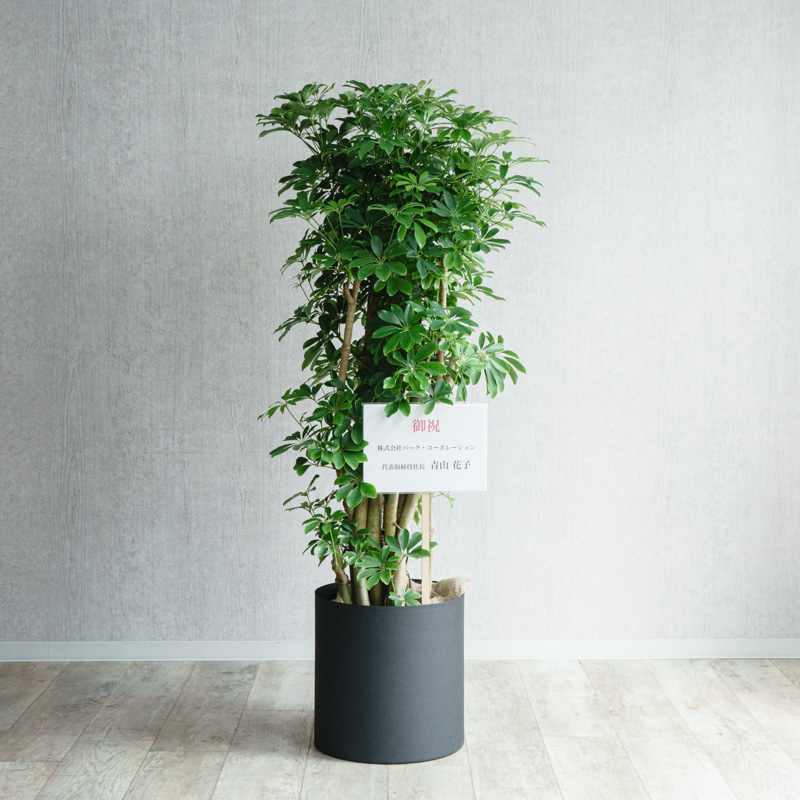 観葉植物 | 青山フラワーマーケット | 青山フラワーマーケット｜花束