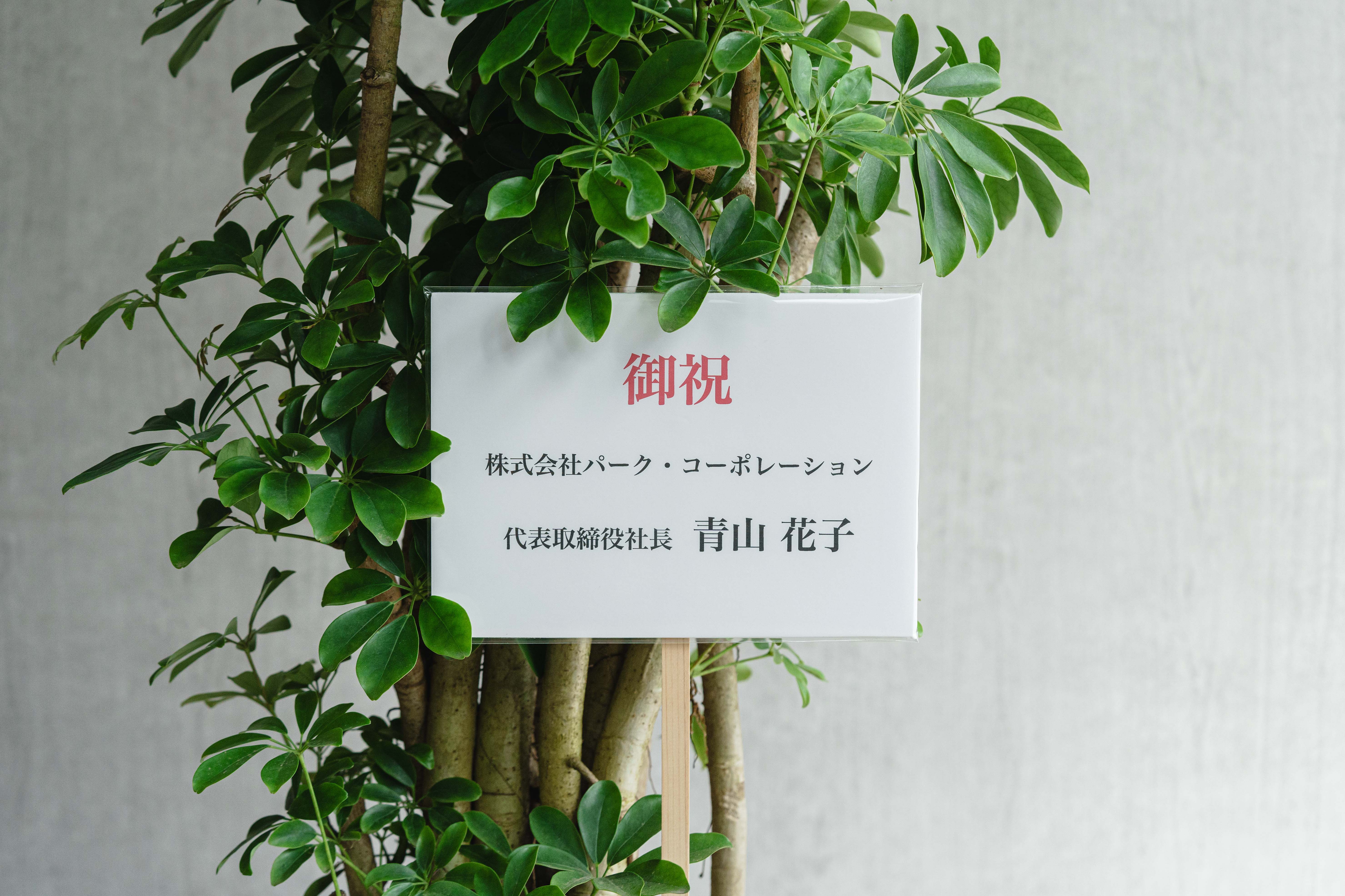 シェフレラ(幹立)/KONTON by yamatei/フェルムシリンダー（Black