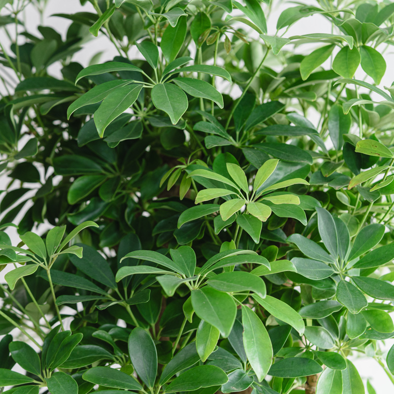 シェフレラ(幹立)/KONTON by yamatei/フェルムシリンダー（Black