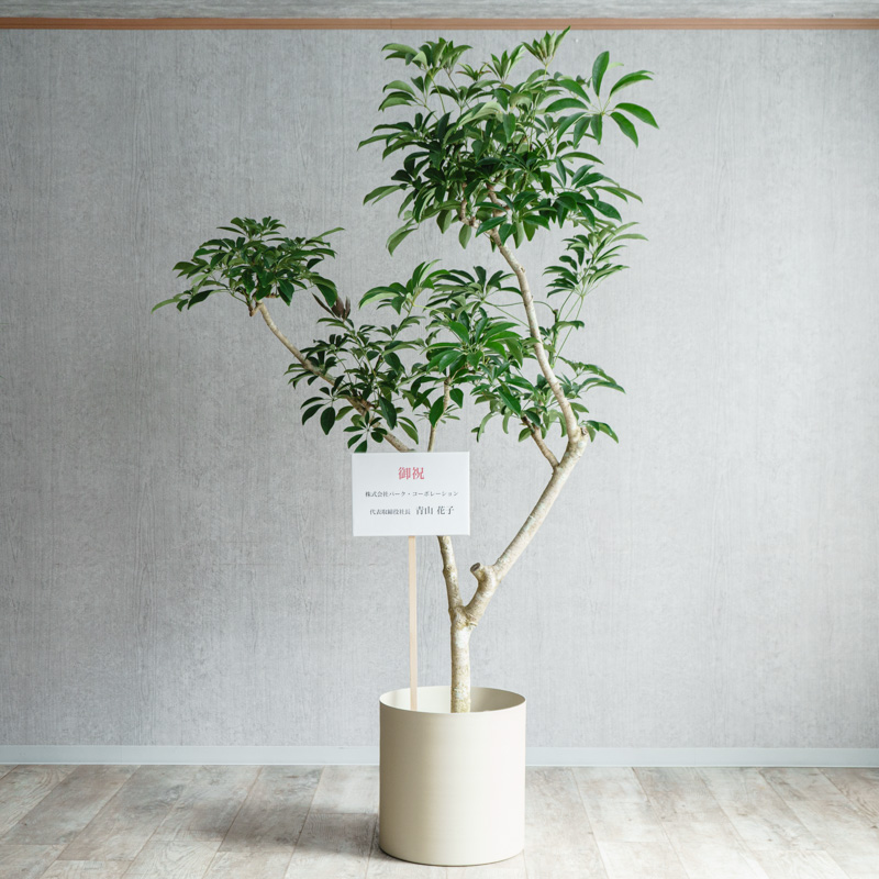 シェフレラ(株立仕立て)/KONTON by yamatei/フェルムシリンダー(Ivory