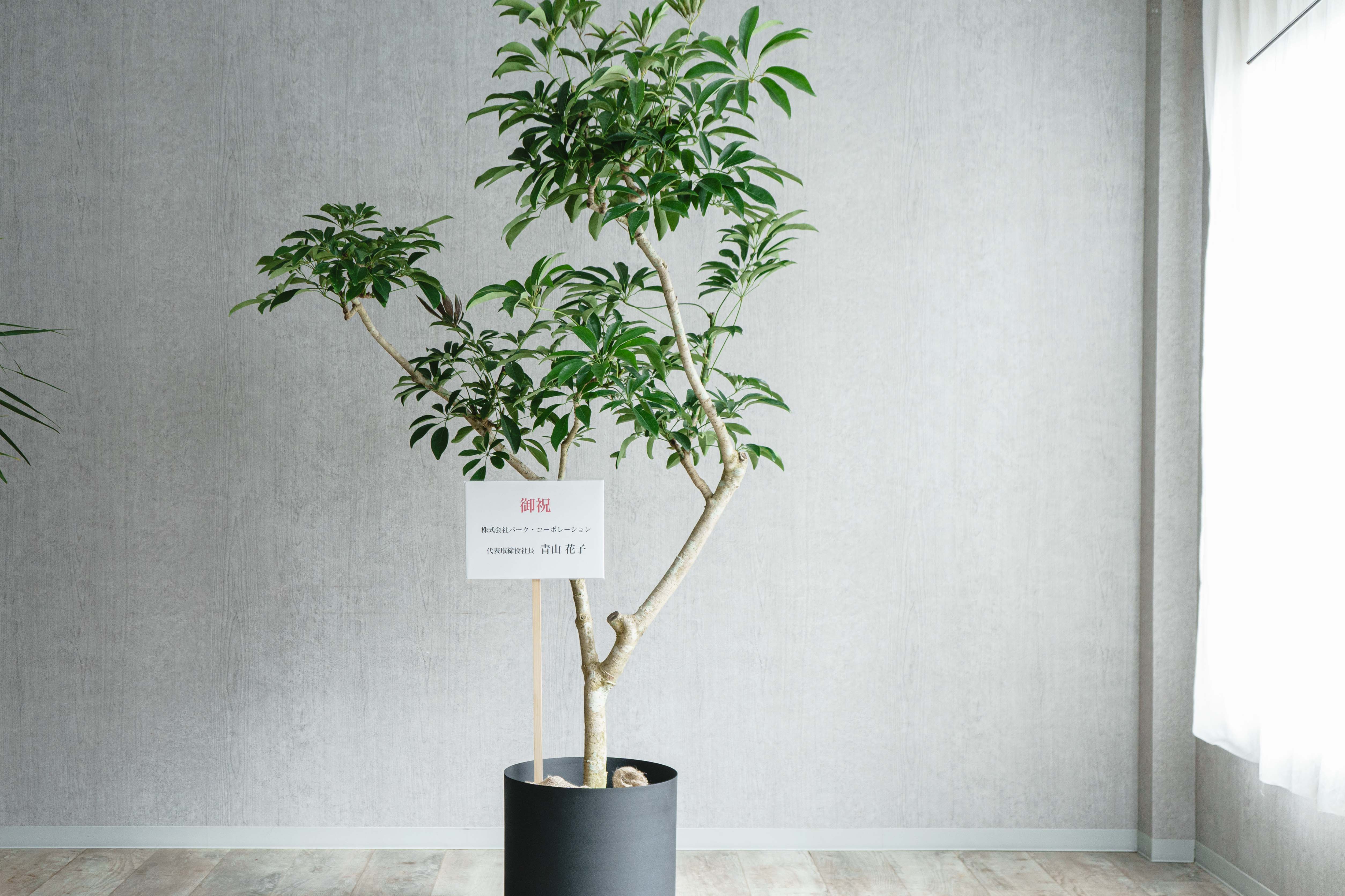 シェフレラ木立 シェフレラ(株立仕立て)/KONTON by yamatei/フェルムシリンダー（Black