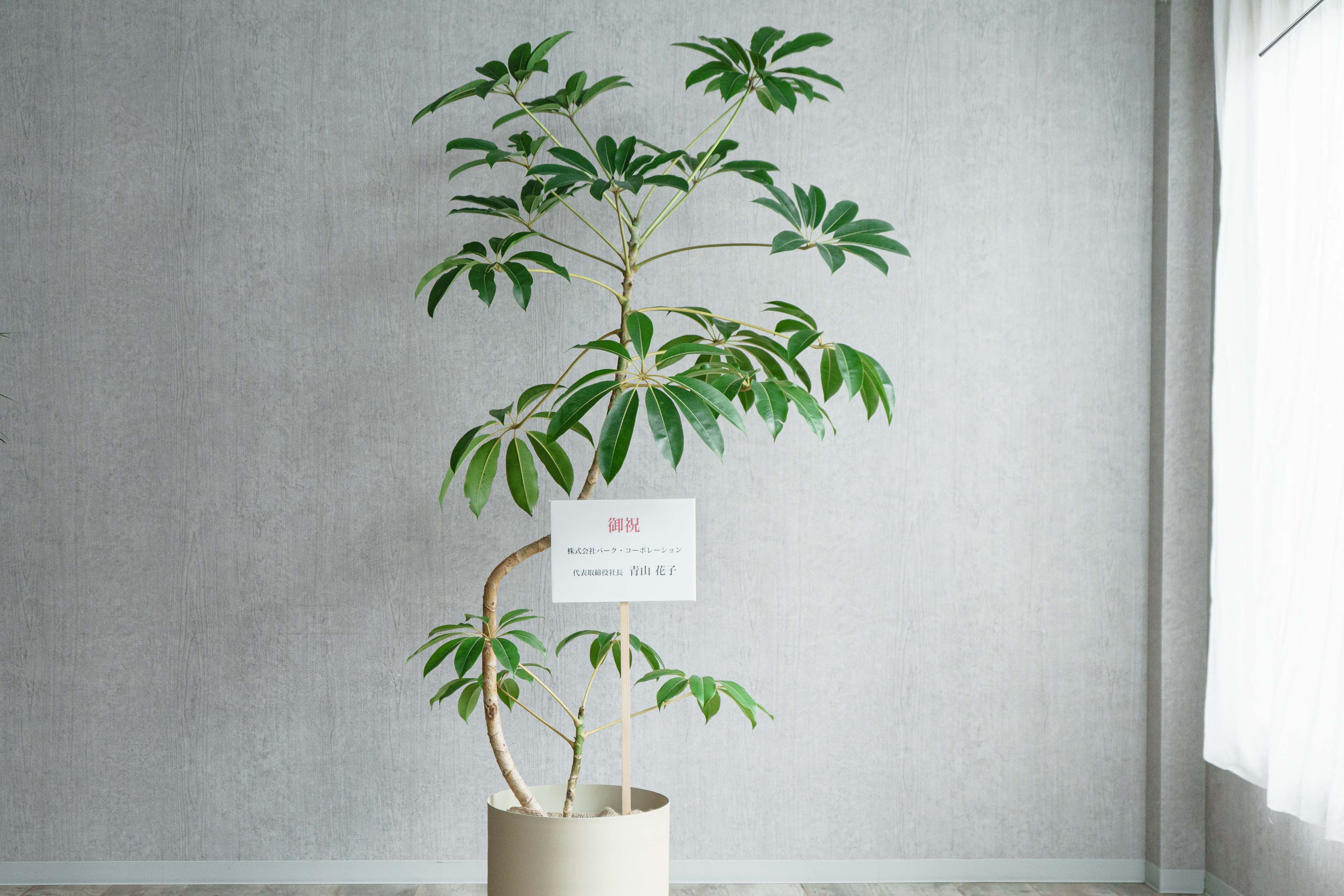 ツピタンサス/KONTON by yamatei/フェルムシリンダー (Ivory) | 青山