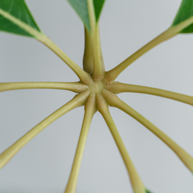 ツピタンサス/KONTON by yamatei/フェルムシリンダー (Ivory) | 青山