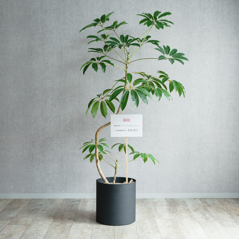 観葉植物 | 青山フラワーマーケット | 青山フラワーマーケット｜花束