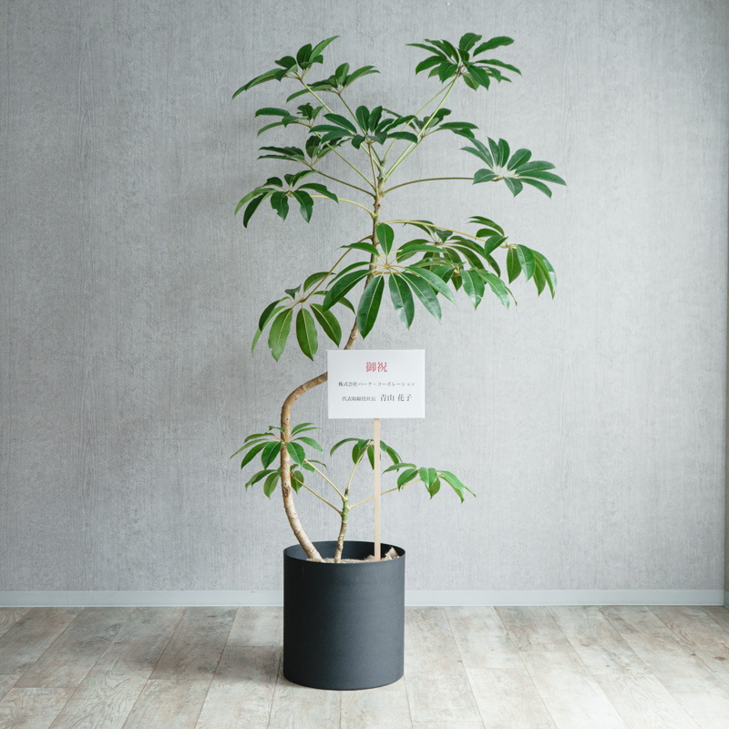 ツピタンサス/KONTON by yamatei/フェルムシリンダー（Black） | 青山