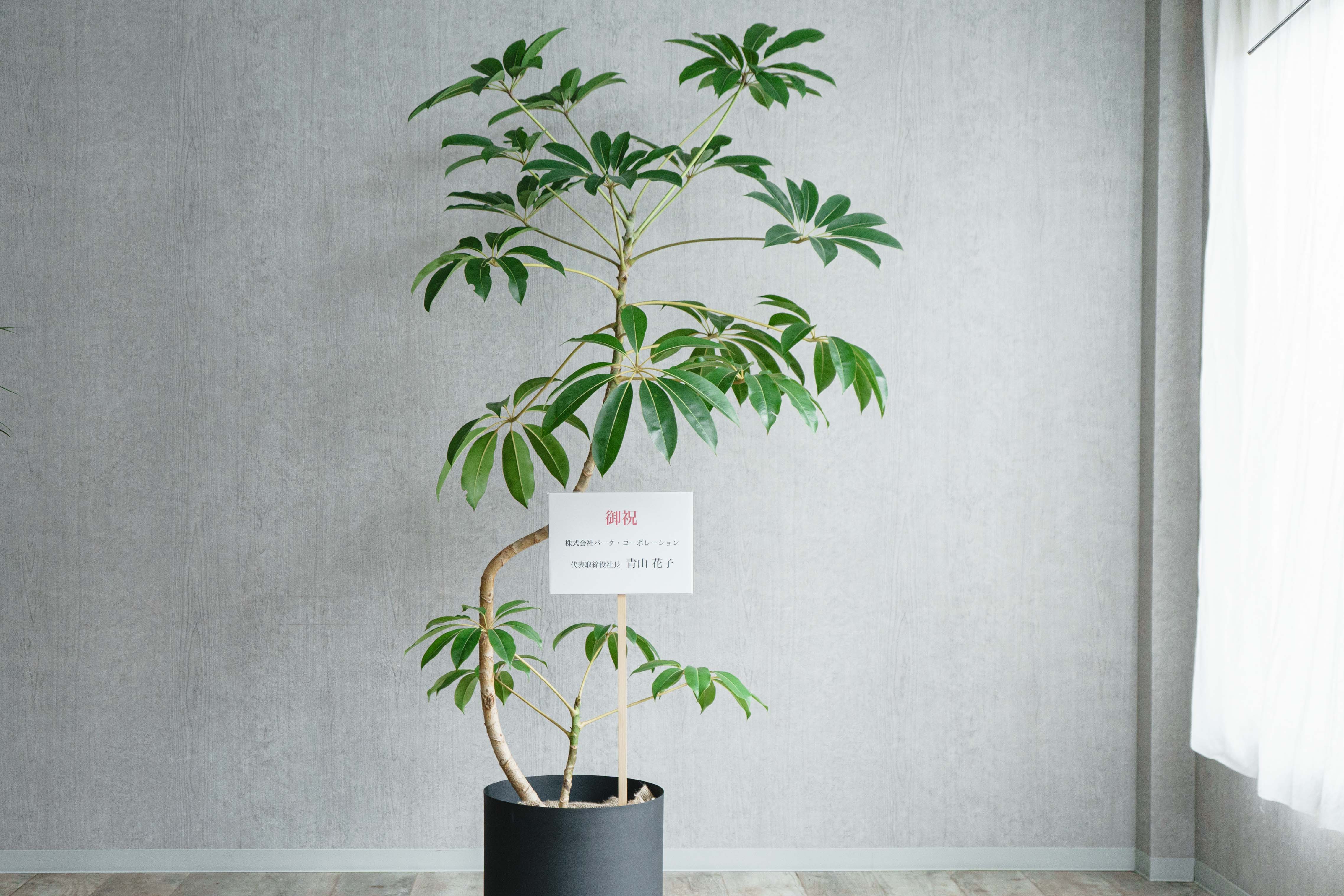 ツピタンサス/KONTON by yamatei/フェルムシリンダー（Black） | 青山