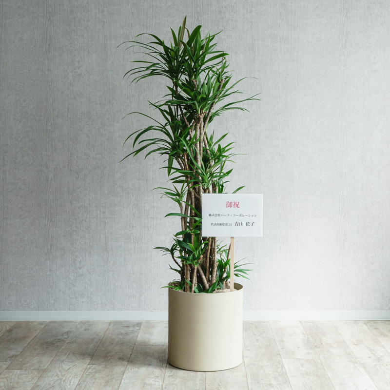 観葉植物 | 青山フラワーマーケット | 青山フラワーマーケット｜花束