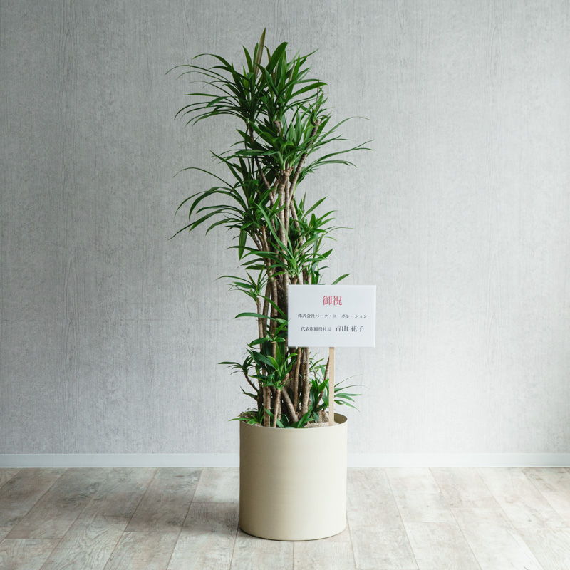 ドラセナ・ストリクタ　♻️リユース観葉植物 ドラセナ ストリクタ - papagreen's diary