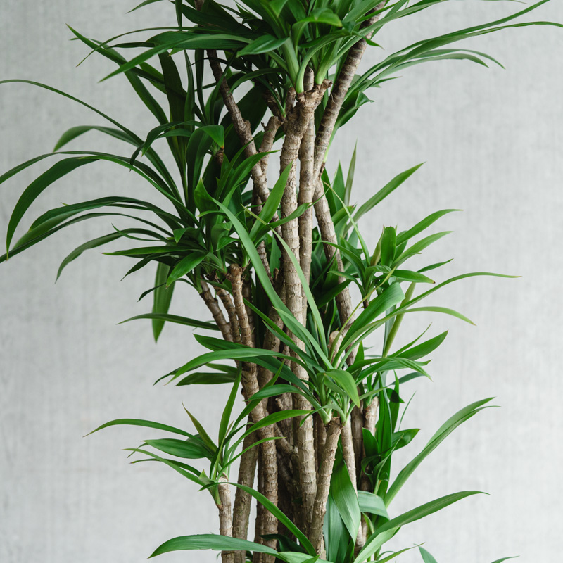 ドラセナ・ストリクタ　♻️リユース観葉植物 ドラセナ・ストリクタ | 札幌グリーンサービス