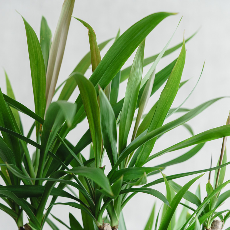ドラセナ・ストリクタ　♻️リユース観葉植物 ドラセナ ストリクタ - papagreen's diary