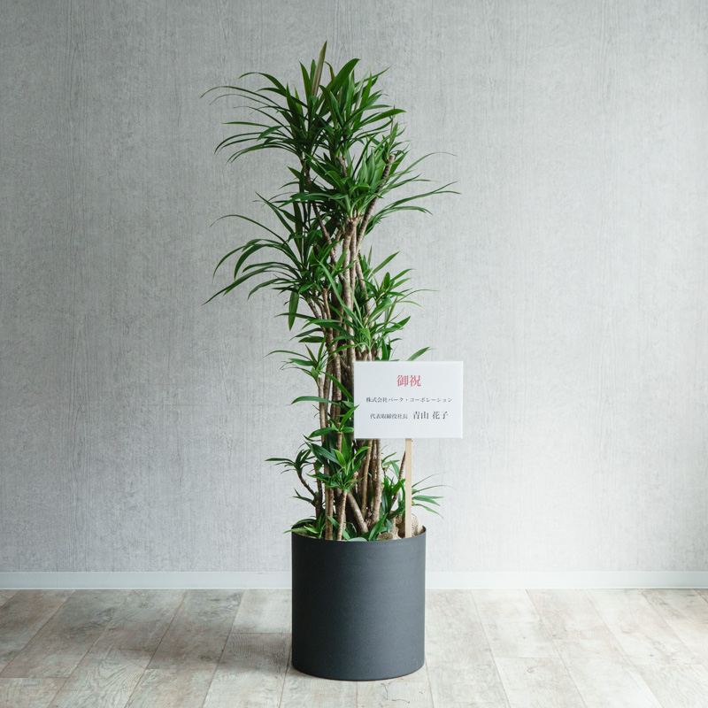 用途別おすすめ観葉植物 | 青山フラワーマーケット | 青山フラワー