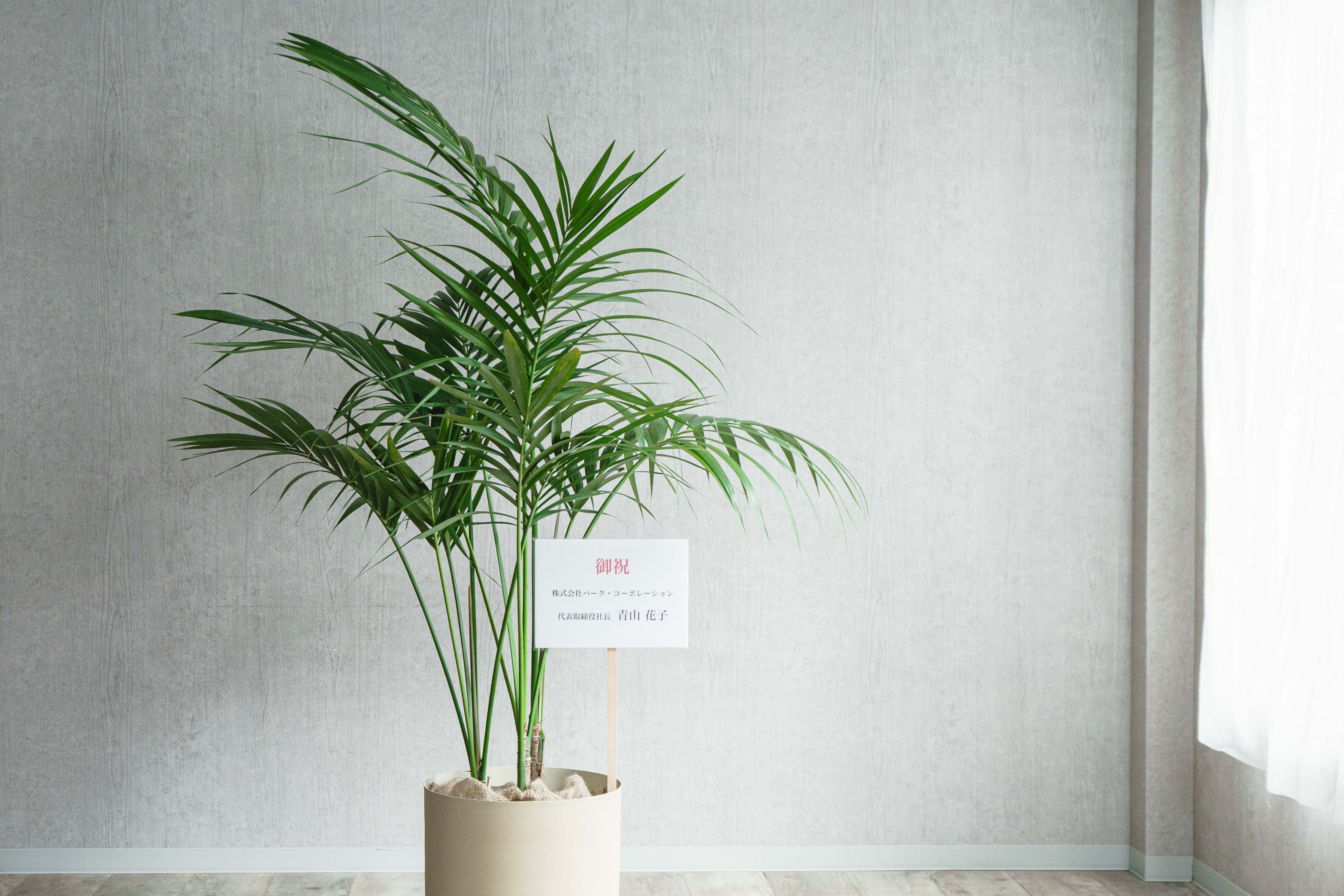 ケンチャヤシ/KONTON by yamatei/フェルムシリンダー (Ivory) | 青山