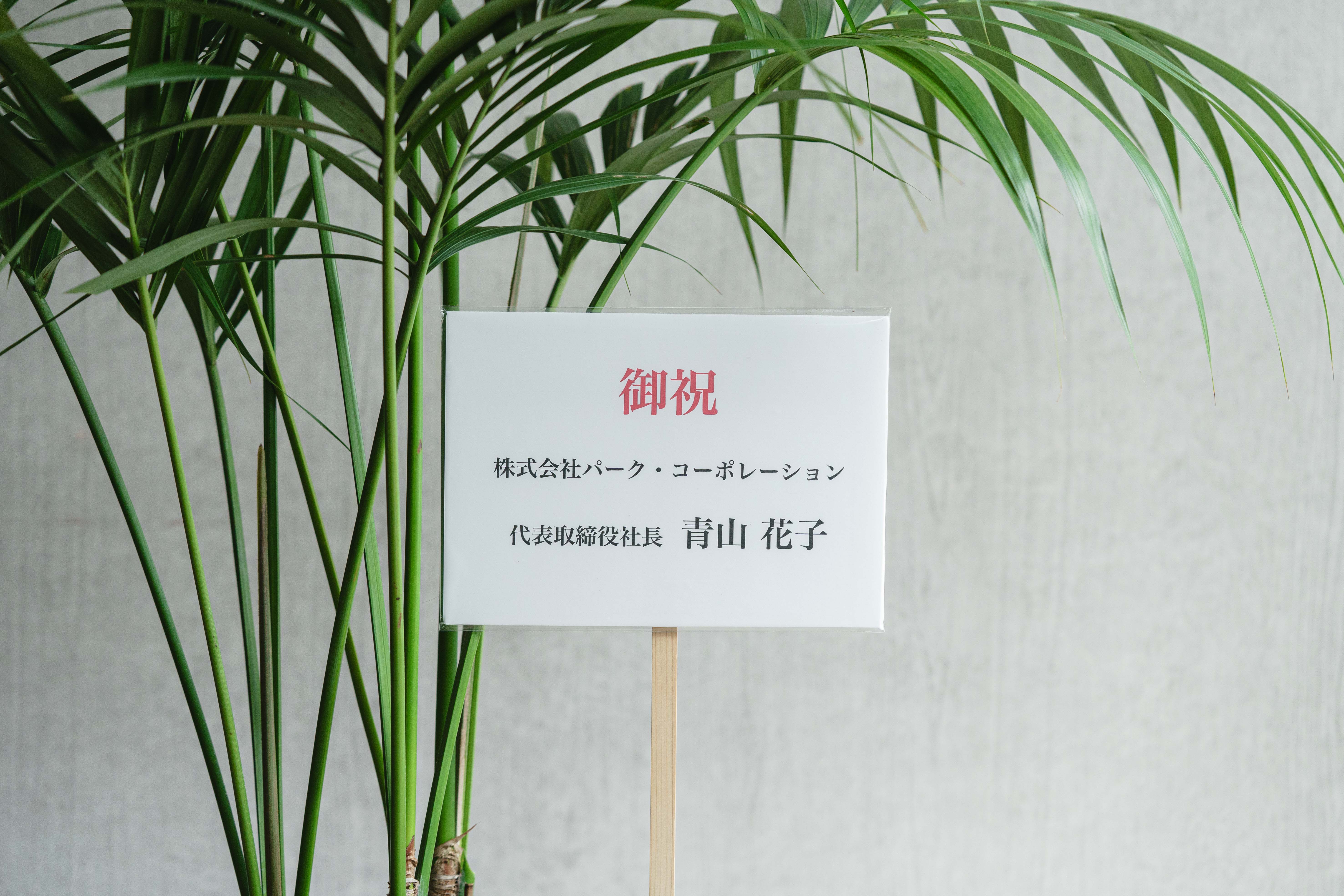 【umazaemon】定価8万円　特大　ケンチャヤシ　ボタニカル　植物 ケンチャヤシ/KONTON by yamatei/フェルムシリンダー（Black） | 青山
