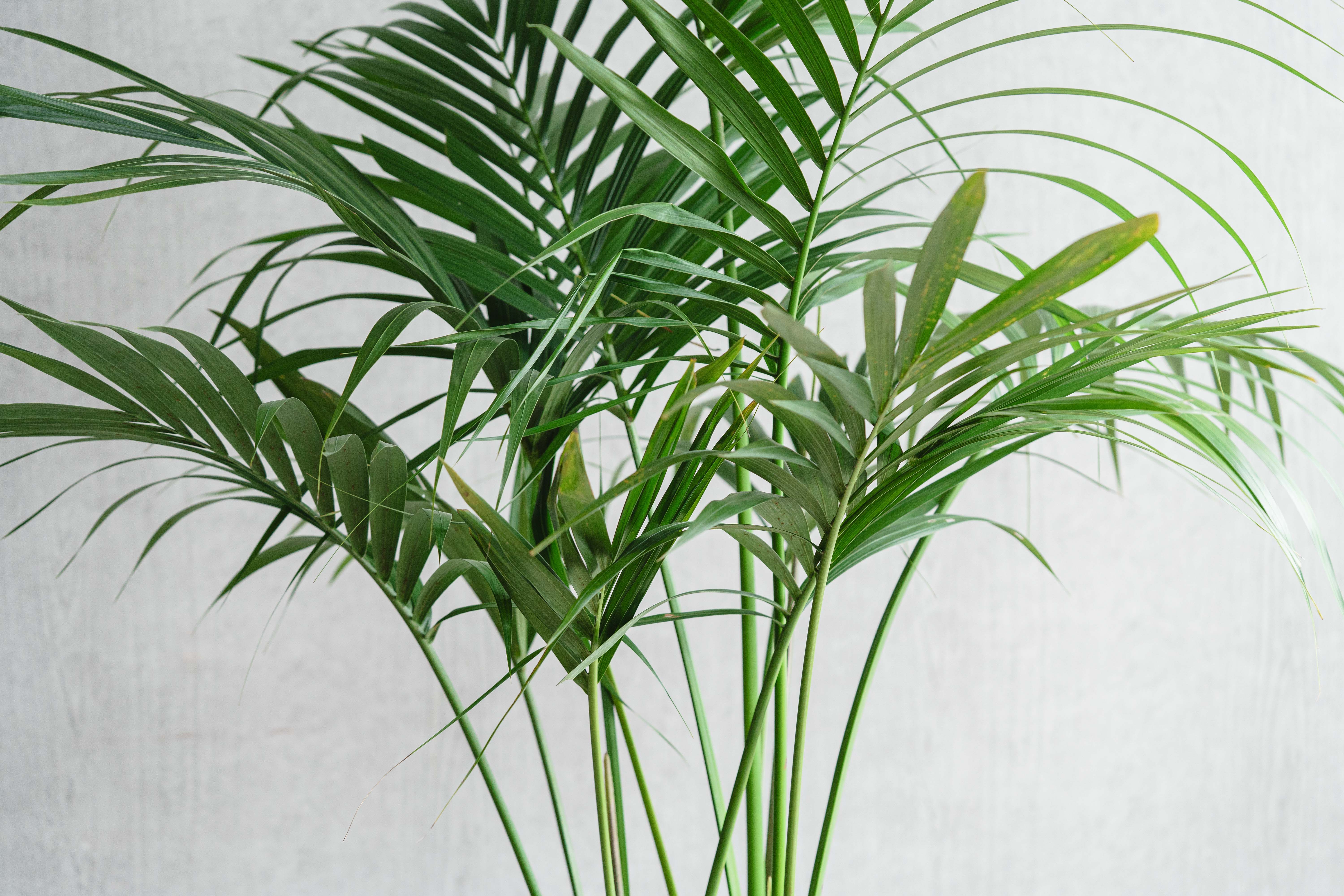 【umazaemon】定価8万円　特大　ケンチャヤシ　ボタニカル　植物 umazaemon】定価8万円 特大 ケンチャヤシ ボタニカル 植物 観葉植物
