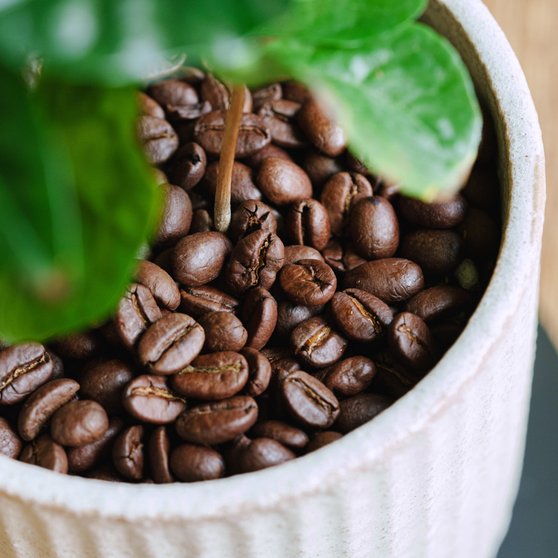 コーヒーの木/タテジマM/ホワイト | 青山フラワーマーケット｜花束