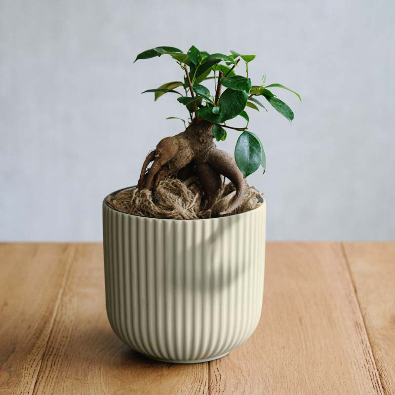 青山フラワーマーケット｜花束・ギフトのオンラインショップ