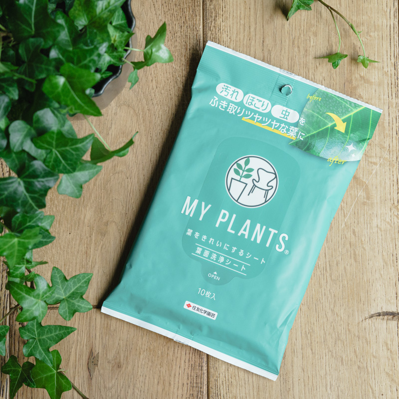 青花 葉形 三足 筆洗 匙付(A887) MY PLANTS/葉をきれいにするシート | 青山フラワーマーケット｜花束